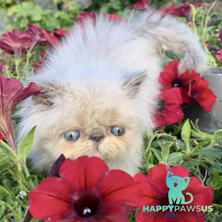 Bruno Persian male blue pointed - live animals