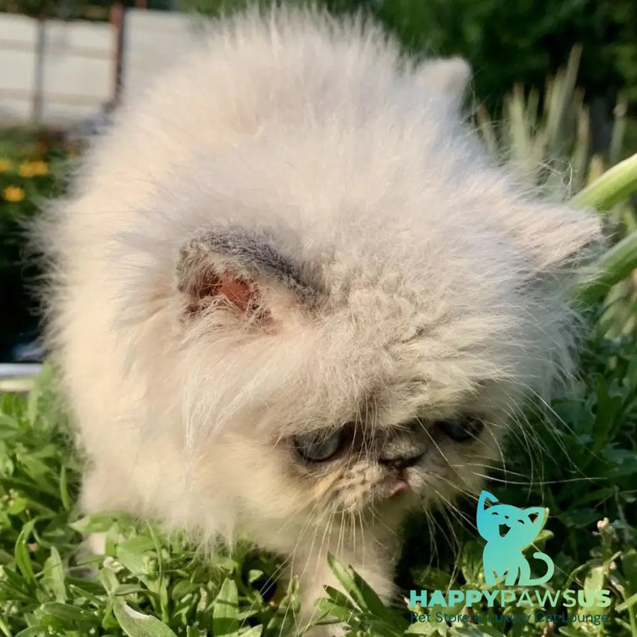 Bruno Persian male blue pointed - live animals