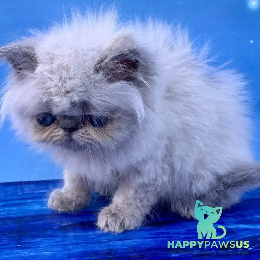 Bruno Persian male blue pointed - live animals