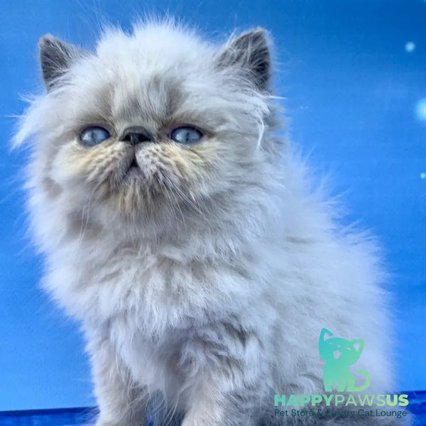 Bruno Persian male blue pointed - live animals