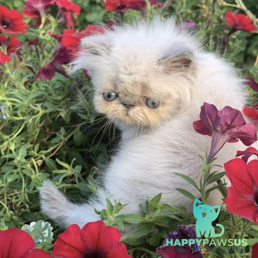 Bruno Persian male blue pointed - live animals
