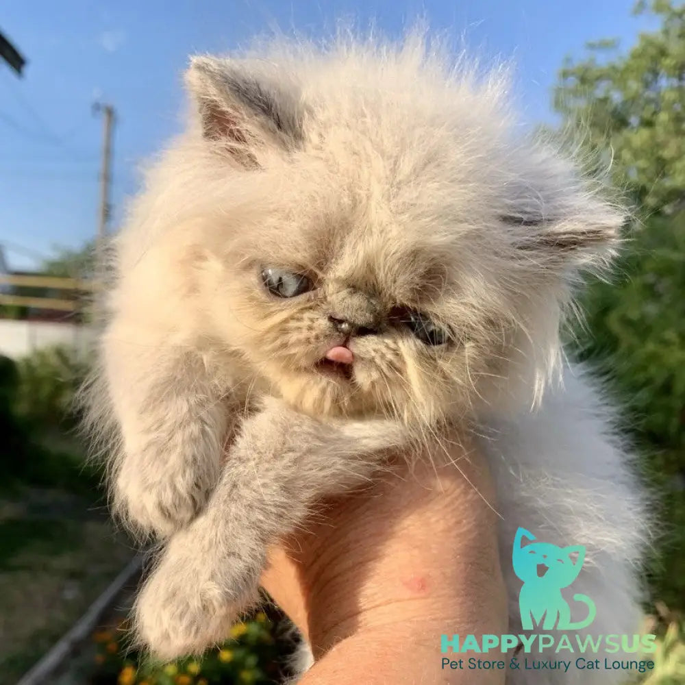 Bruno Persian male blue pointed - live animals