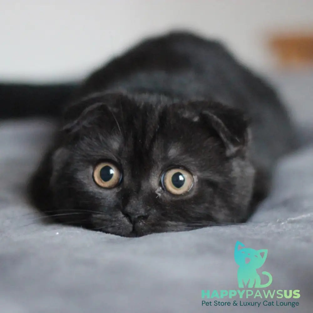 Bruno Scottish Fold male black - live animals