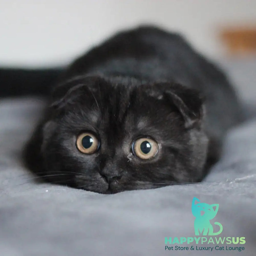 Bruno Scottish Fold male black - live animals