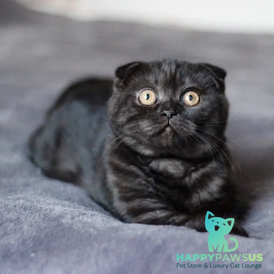 Bruno Scottish Fold male black - live animals