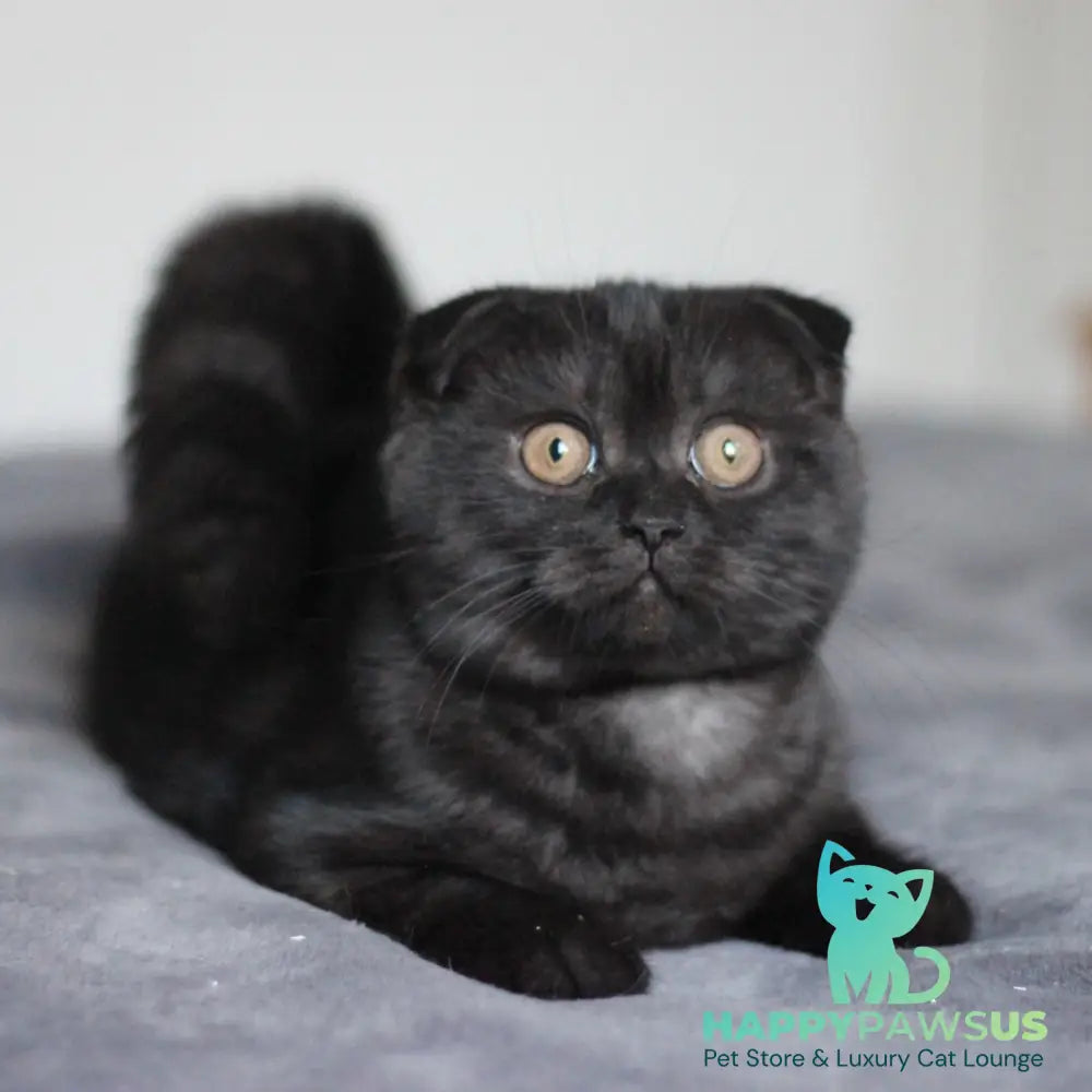 Bruno Scottish Fold male black - live animals