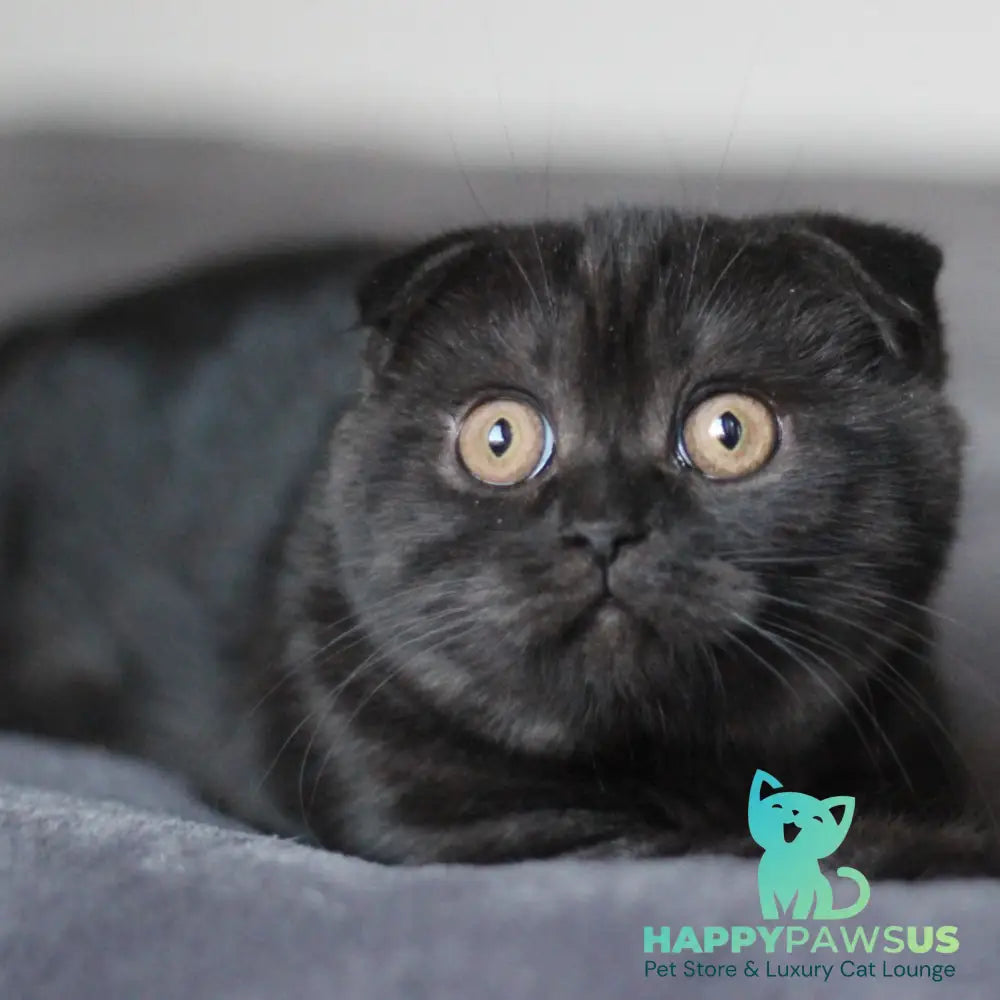Bruno Scottish Fold male black - live animals