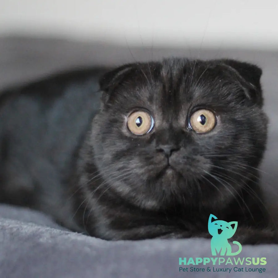 Bruno Scottish Fold male black - live animals