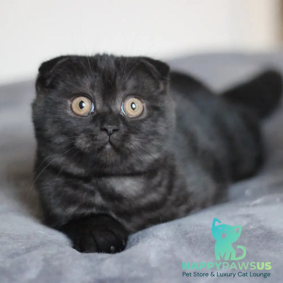 Bruno Scottish Fold male black - live animals