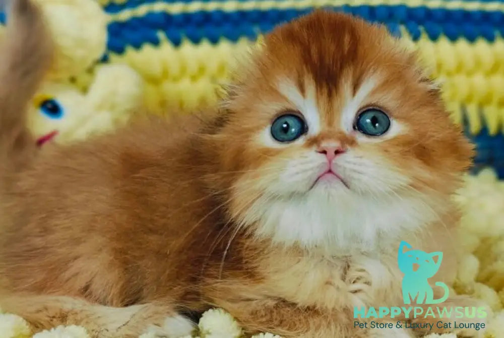 Bruno Scottish Fold male chocolate golden chinchilla live animals
