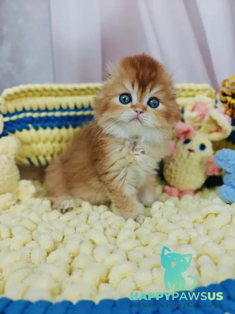 Bruno Scottish Fold male chocolate golden chinchilla live animals