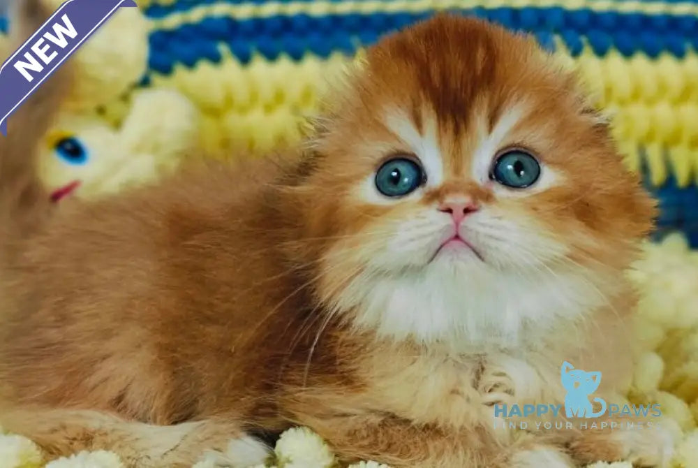 Bruno Scottish Fold male chocolate golden chinchilla live animals