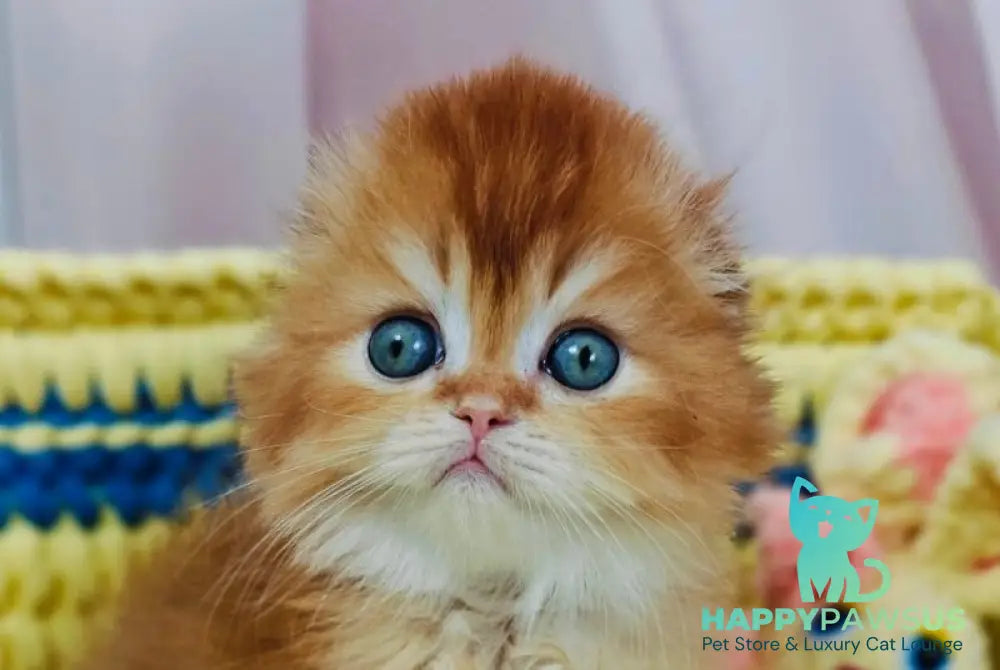Bruno Scottish Fold male chocolate golden chinchilla live animals