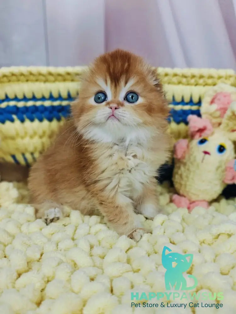 Bruno Scottish Fold male chocolate golden chinchilla live animals