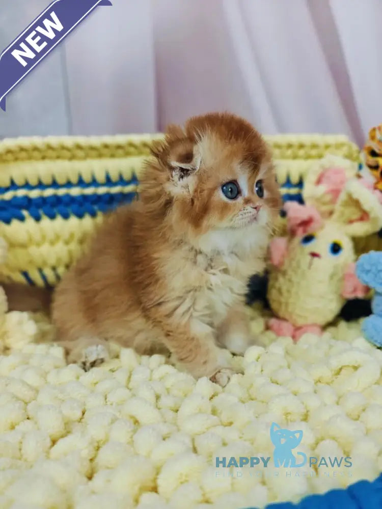 Bruno Scottish Fold male chocolate golden chinchilla live animals