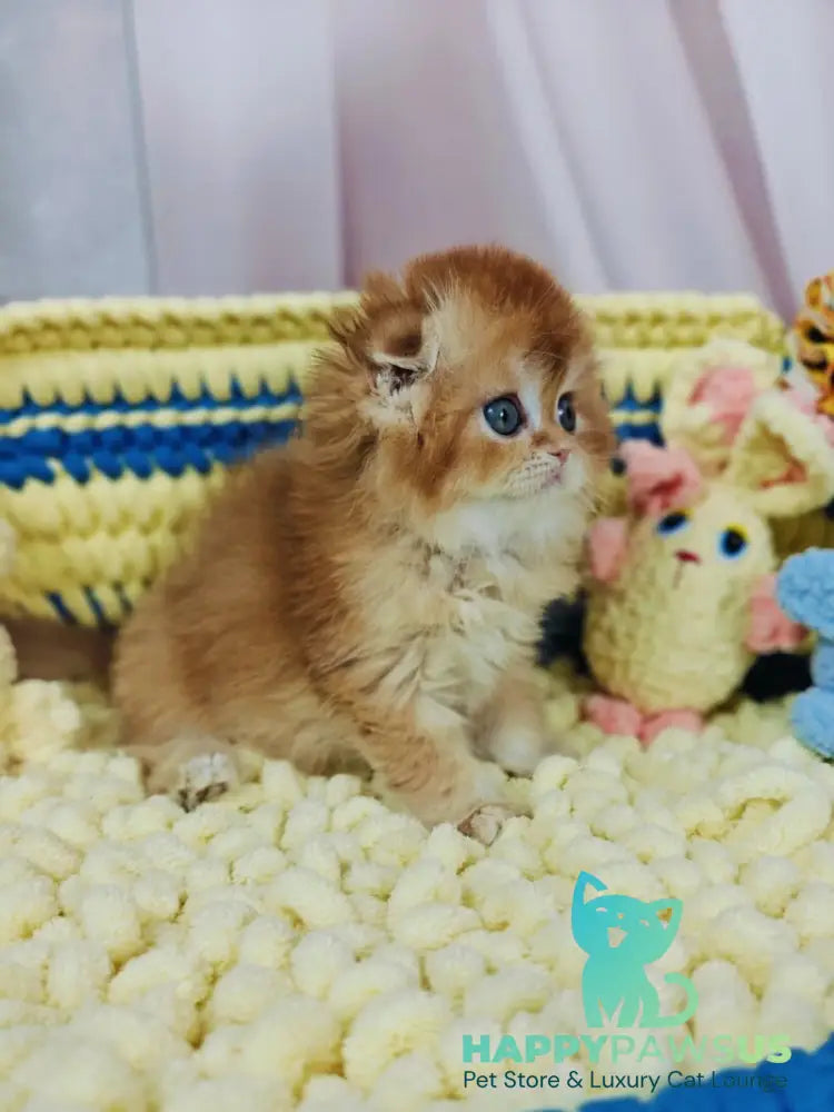 Bruno Scottish Fold male chocolate golden chinchilla live animals