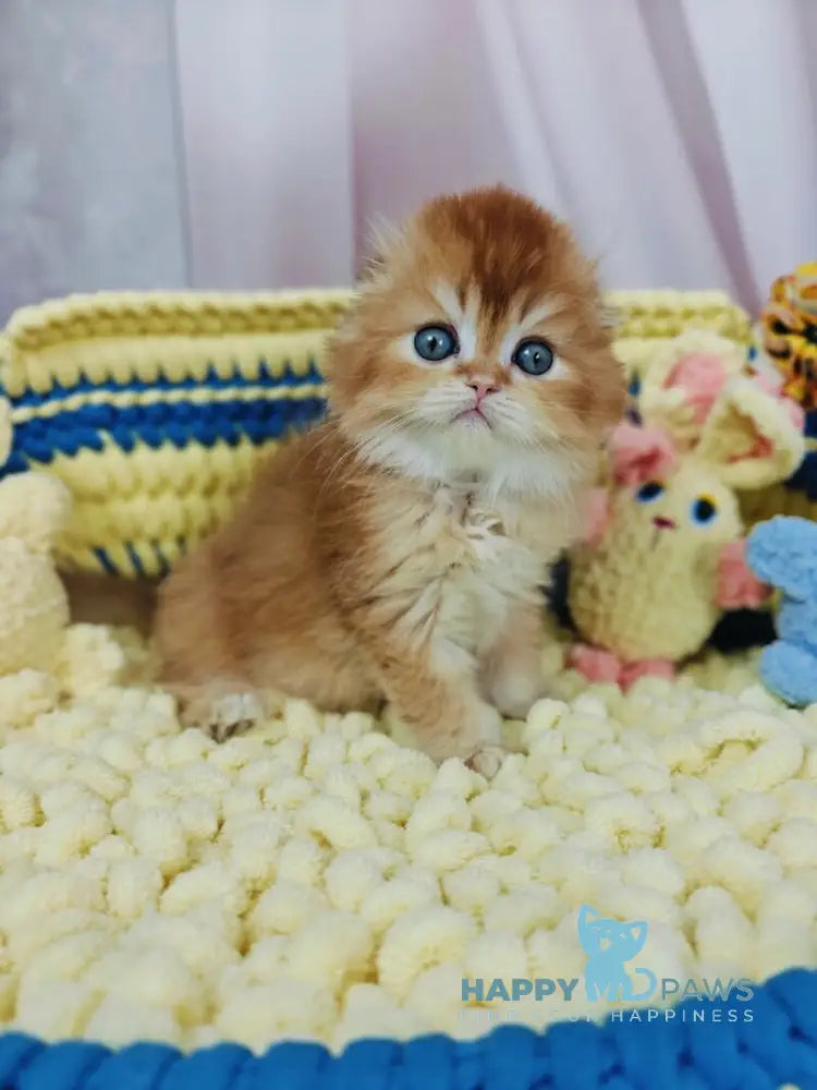 Bruno Scottish Fold male chocolate golden chinchilla live animals