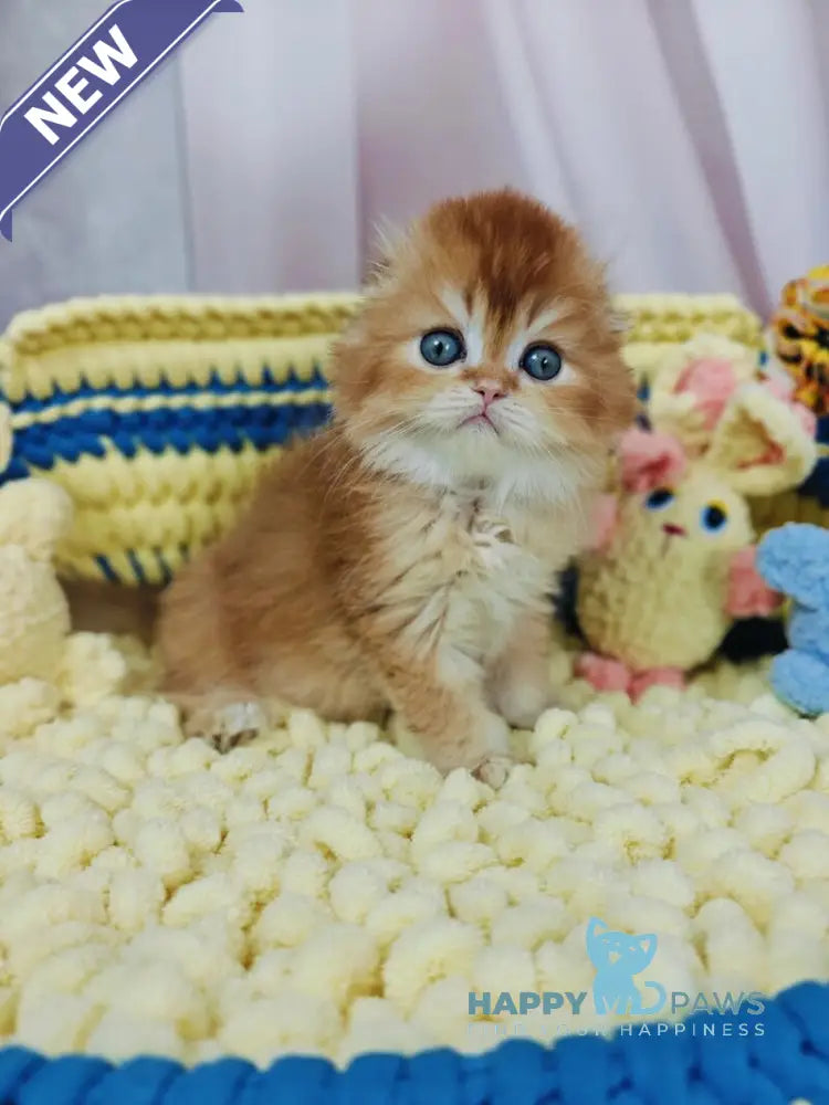 Bruno Scottish Fold male chocolate golden chinchilla live animals