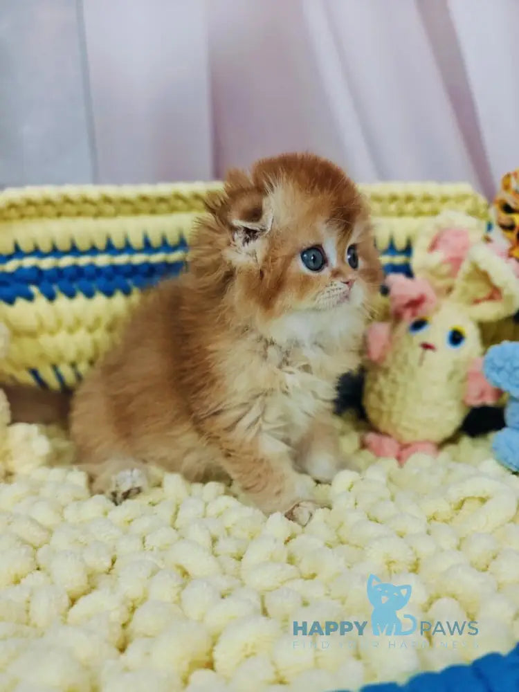 Bruno Scottish Fold male chocolate golden chinchilla live animals