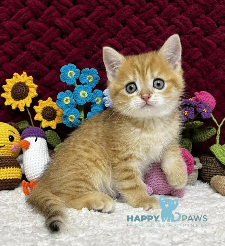 Bruno Scottish Straight male black golden spotted tabby live animals