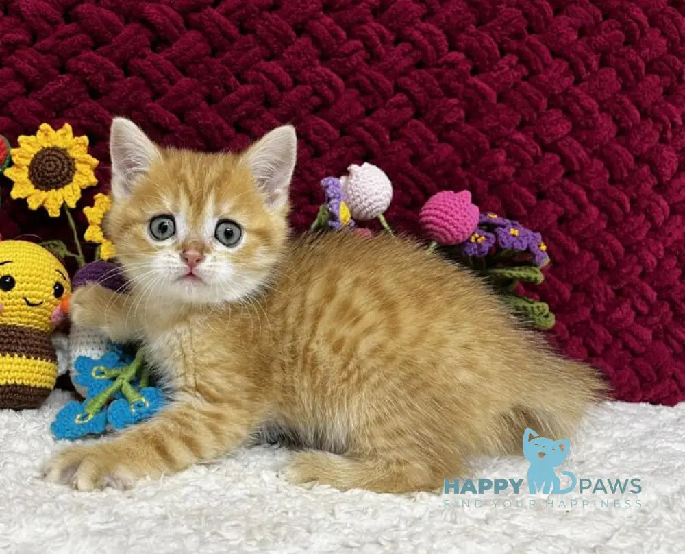 Bruno Scottish Straight male black golden spotted tabby live animals