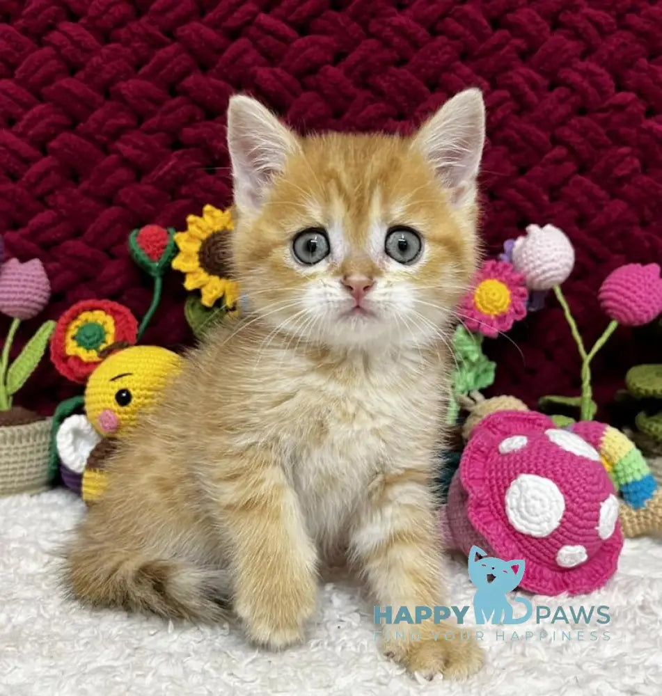 Bruno Scottish Straight male black golden spotted tabby live animals