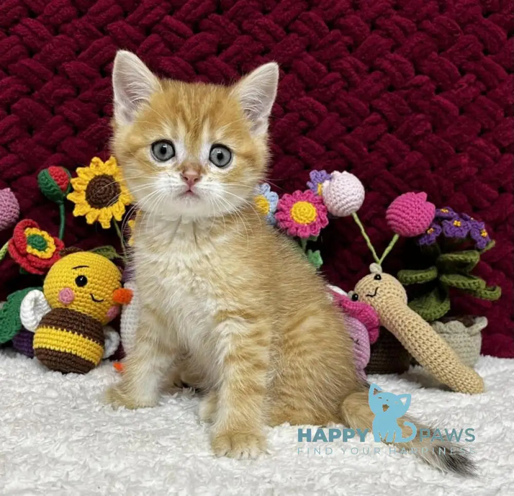 Bruno Scottish Straight male black golden spotted tabby live animals