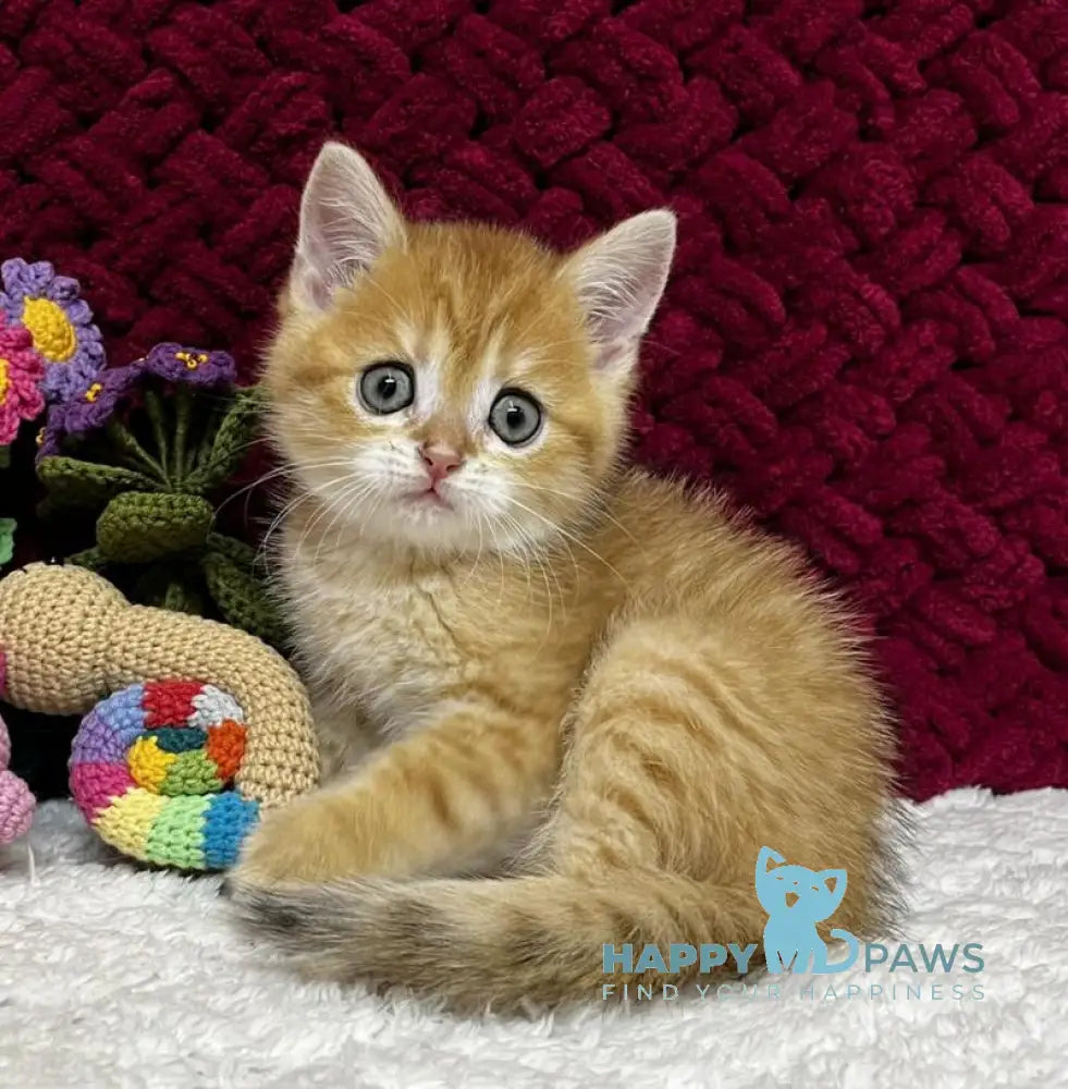 Bruno Scottish Straight male black golden spotted tabby live animals