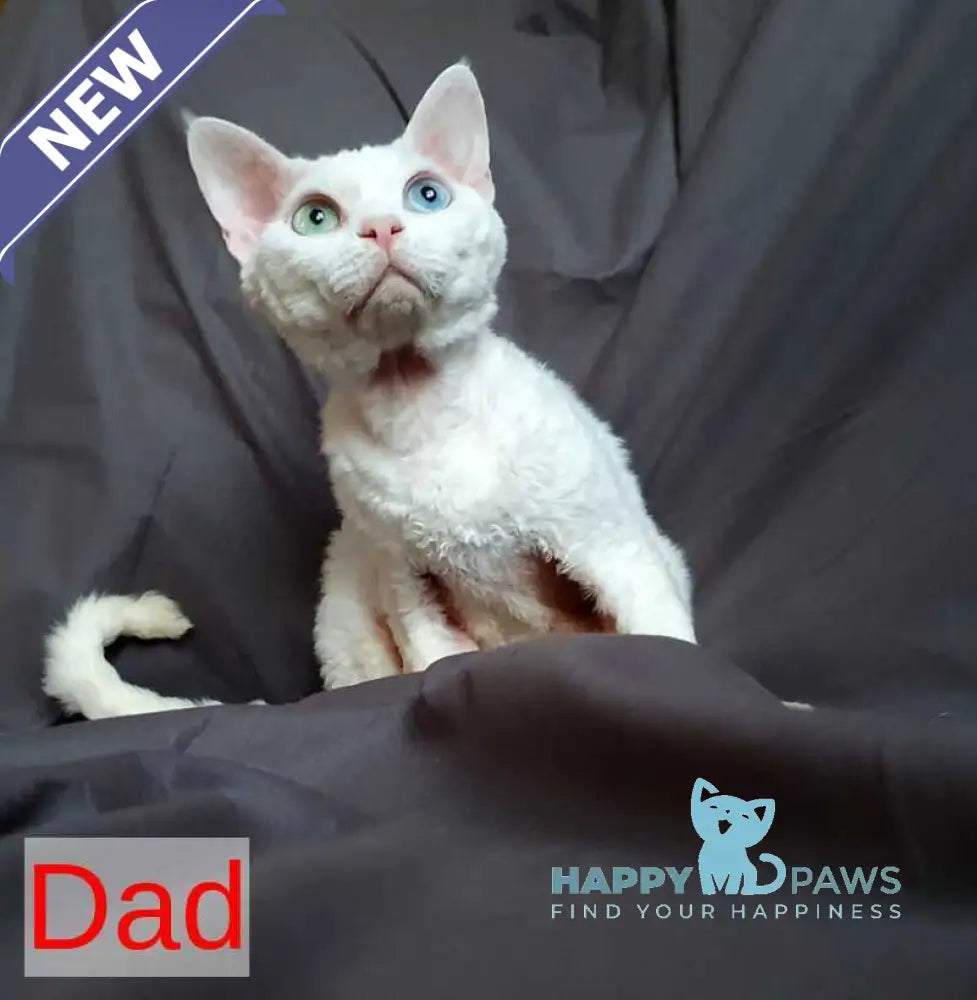 Brusnika Devon Rex female white live animals