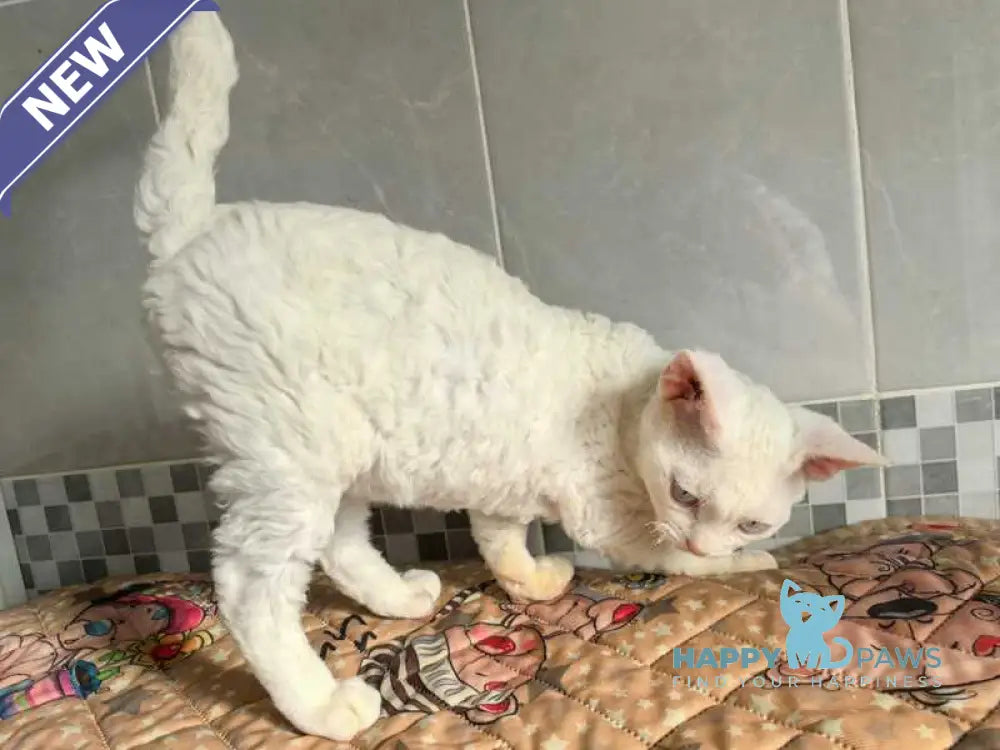 Brusnika Devon Rex female white live animals