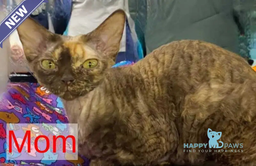 Brusnika Devon Rex female white live animals