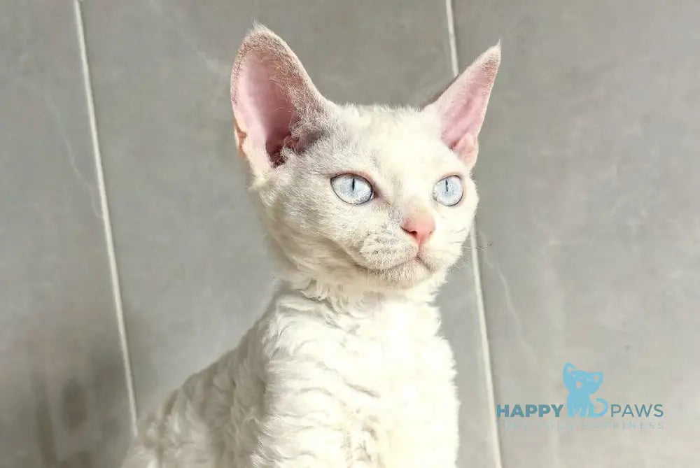 Brusnika Devon Rex female white live animals
