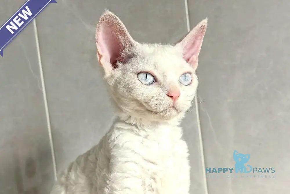Brusnika Devon Rex female white live animals