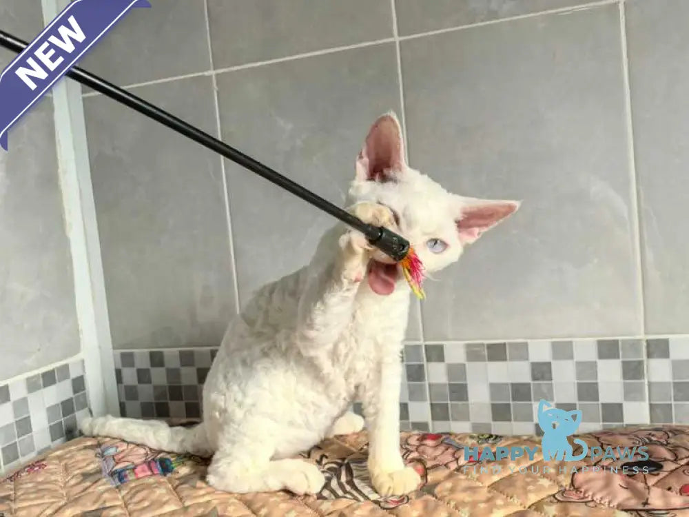 Brusnika Devon Rex female white live animals
