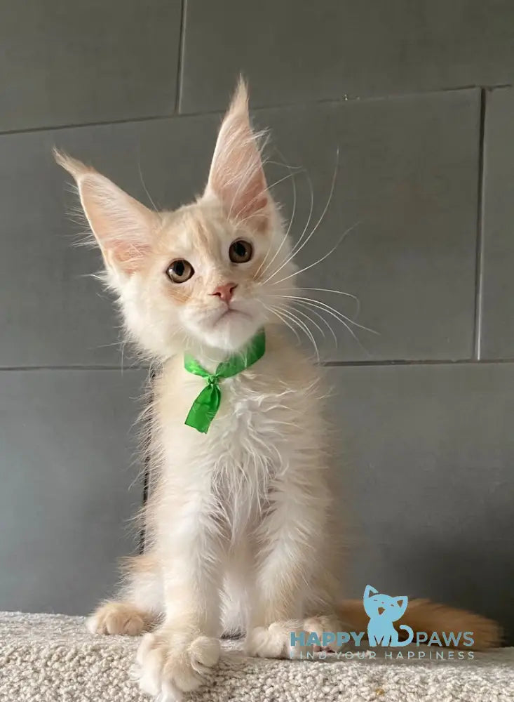 Brussels Maine Coon male red smoke live animals