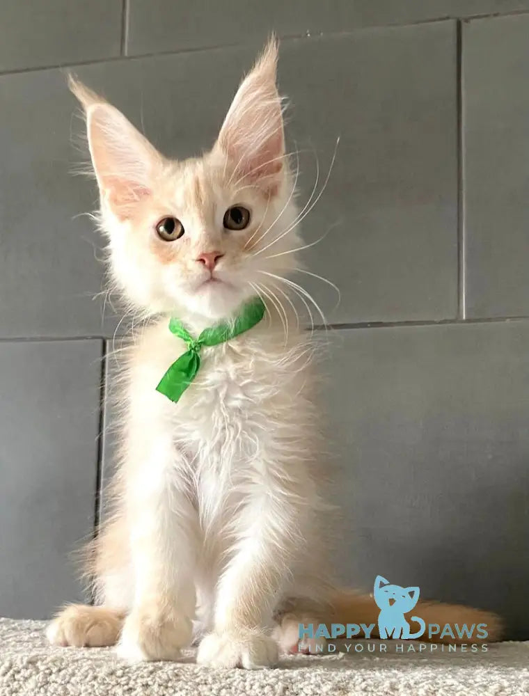 Brussels Maine Coon male red smoke live animals