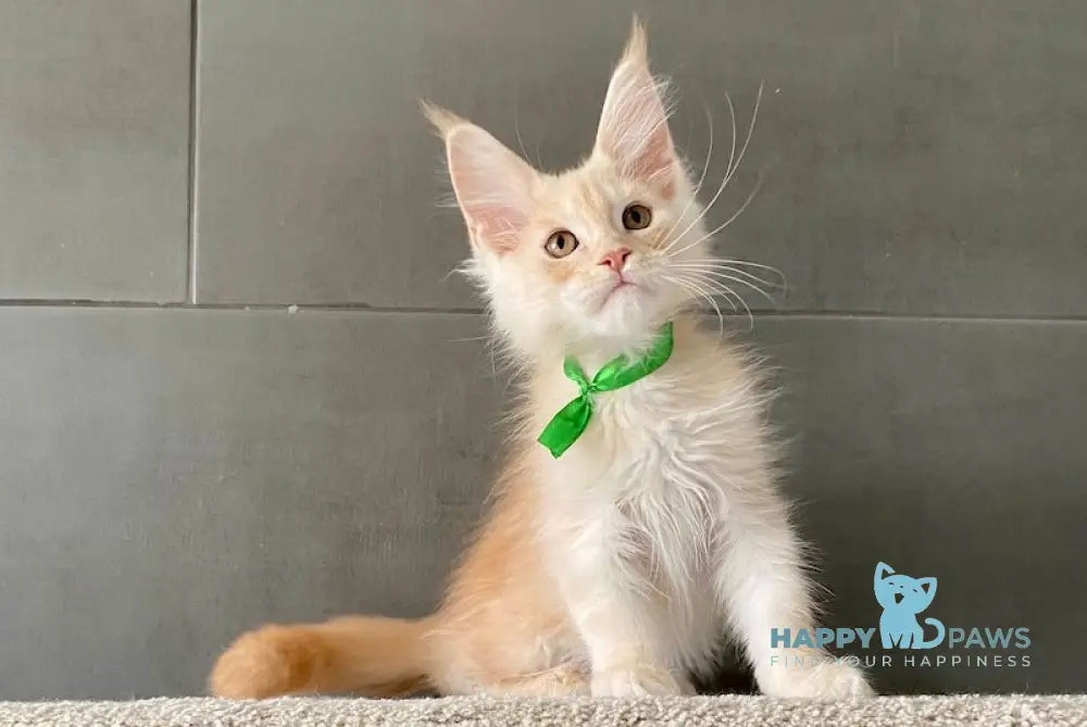 Brussels Maine Coon male red smoke live animals