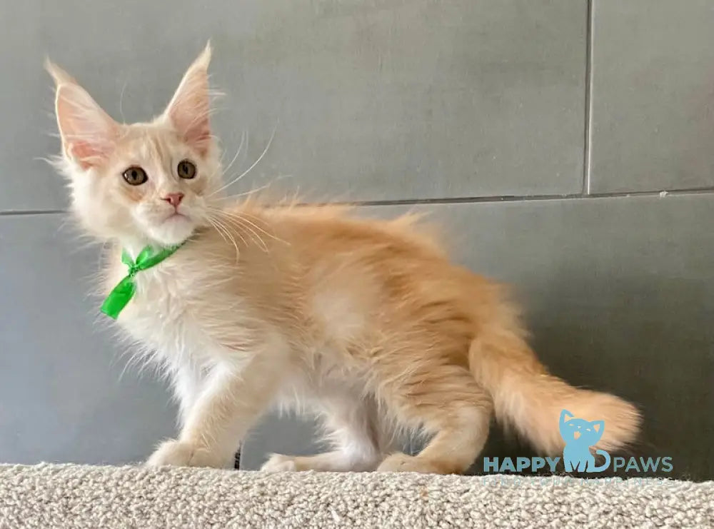Brussels Maine Coon male red smoke live animals