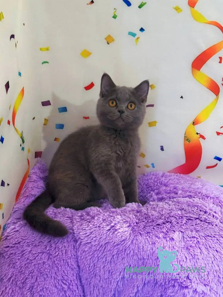 Bruys British Shorthair male blue live animals