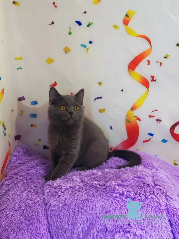 Bruys British Shorthair male blue live animals