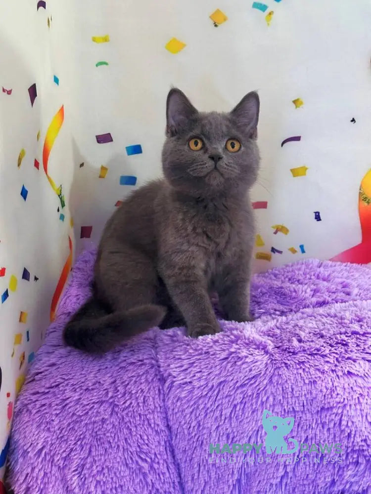 Bruys British Shorthair male blue live animals