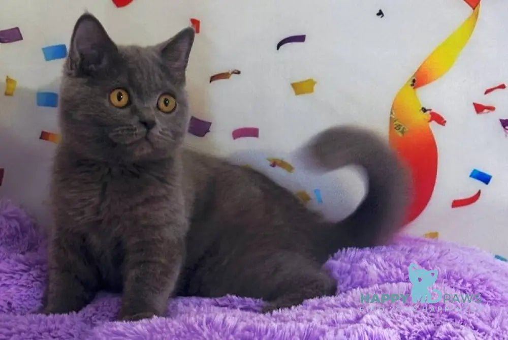 Bruys British Shorthair male blue live animals
