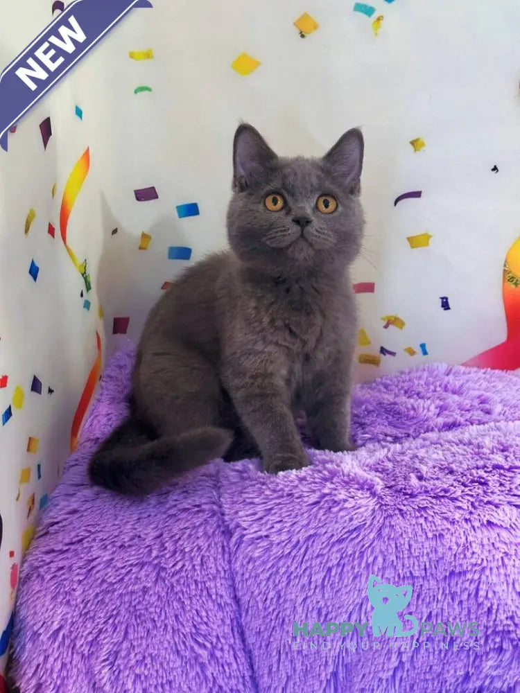 Bruys British Shorthair male blue live animals