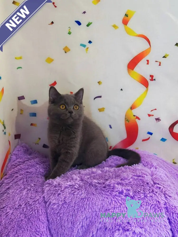 Bruys British Shorthair male blue live animals
