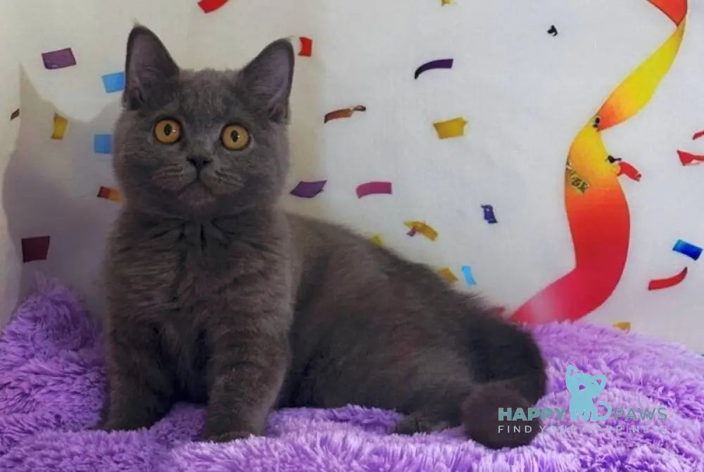 Bruys British Shorthair male blue live animals