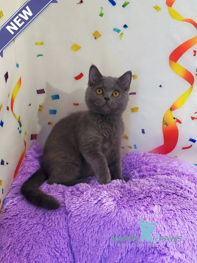 Bruys British Shorthair male blue live animals