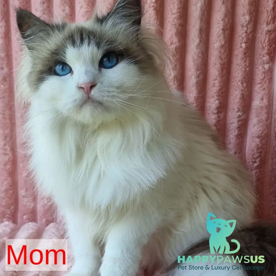Brygytta Siberian female black tabby pointed with white - live animals