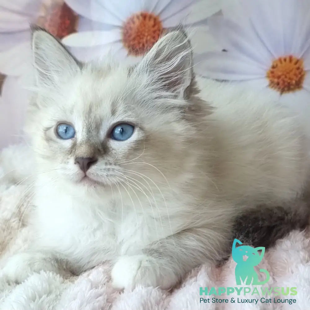 Brygytta Siberian female black tabby pointed with white - live animals