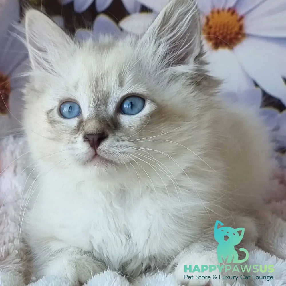Brygytta Siberian female black tabby pointed with white - live animals