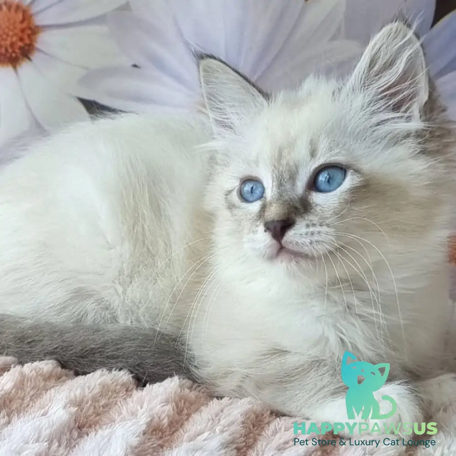 Brygytta Siberian female black tabby pointed with white - live animals